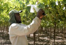 Dirección del Trabajo aplicó multas por 643 millones de pesos a empresas del sector agrícola de temporada