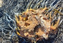 Sernapesca obtuvo importante sentencia en tribunales con ingeniosa fiscalización de la pesquería de algas pardas