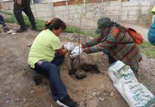 Organizaciones locales y vecinos realizan jornada de arborización en sector Colonias Extranjeras de Copiapó