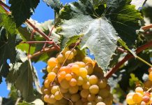Chile celebra el Día Nacional del Pisco destacando su valor como patrimonio histórico, cultural y productivo