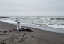 Sernapesca informa que se amplían especies marinas afectadas por influenza aviar: Huillín dio positivo en Magallanes