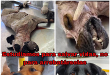 Denuncia Pública – Asesinato y Uso No Ético de Perros Comunitarios en la Universidad del Alba