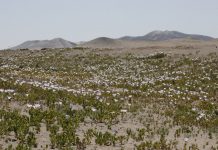 Conaf junto a Diplade elaboran Plan de Manejo para Parque Nacional Desierto Florido