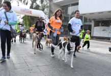 Todo un éxito fue la Corrida Familiar Canina en Copiapó