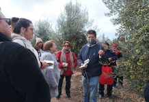 Agricultores de Copiapó son capacitados en olivicultura