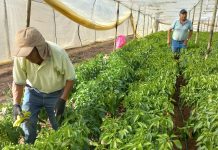 INDAP benefició a 778 familias agricultoras con Fondos de Operación Anual en Atacama