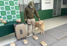 EJEMPLAR CANINO GORKY DE CARABINEROS NO DA TREGUA AL TRÁFICO DE DROGAS