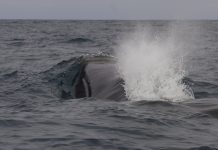 Monitorean el viaje de ballena frente a las costas de Caldera, La Serena, Coquimbo, Valparaíso y Concepción