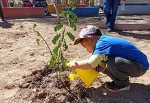Párvulos del Jardín Infantil “Blanca Nieves” contribuyen con el medio ambiente plantando árboles en su comuna