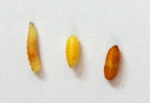 Detectan larvas de plaga agrícola en barco arribado a Caldera