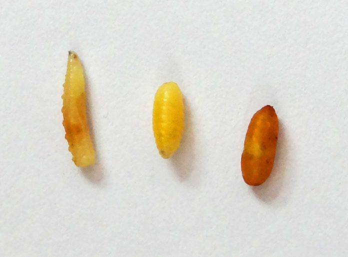 Larvas genéricas mosca de la fruta
