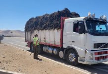 Interceptan más de 14 toneladas de huiro negro sin acreditar su origen legal en Atacama