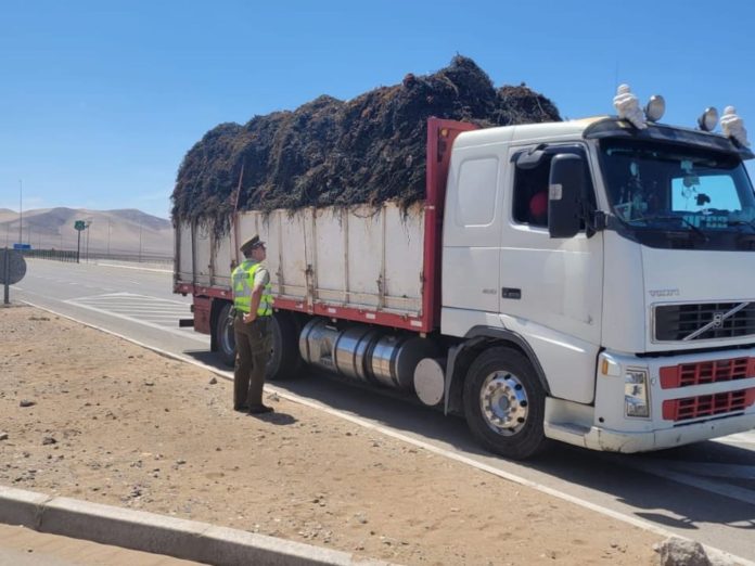fiscalizacion-algas-atacama3