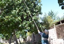 SAG logra erradicar mosca de la fruta en Copiapó
