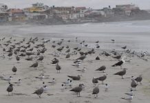 SAG Atacama y Antofagasta evalúan trabajo de control de influenza aviar