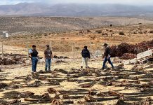 Sernapesca junto a Carabineros detectaron planta ilegal de transformación de algas pardas en Ovalle