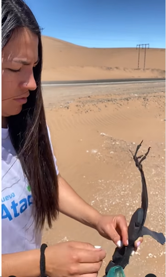 CONSTANZA ALBAYAYA RECOGIENDO 2