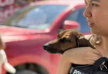 Municipio de Tierra Amarilla doblega el compromiso con la tenencia responsable de mascotas y su jornada de esterilización