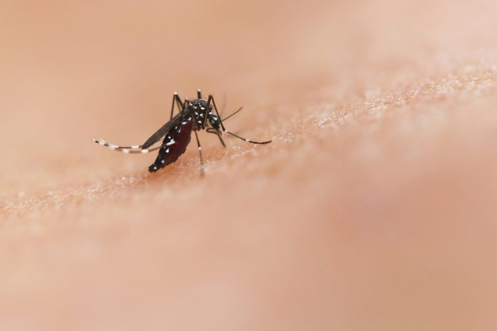 Aedes Aegypti mosquito