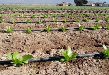 CNR invita a regantes de Atacama y Coquimbo a participar en nueva convocatoria dirigida a la pequeña agricultura y cooperativas