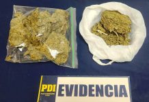 PDI ATACAMA REALIZÓ IMPORTANTE HALLAZGO DE CANNABIS EN COPIAPÓ