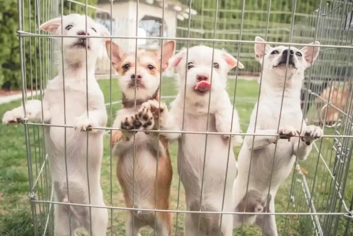 animal-maltrato