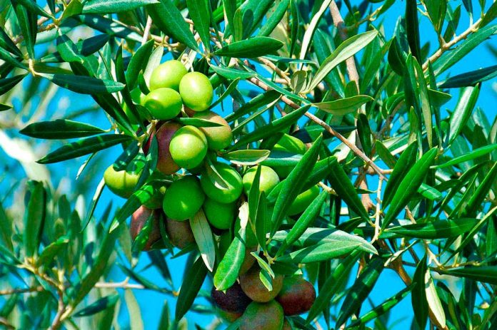 vivero-de-olivos-milenarios-en-tarragona