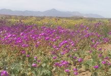 CONAF Atacama recibe fondos para inversión en parques nacionales