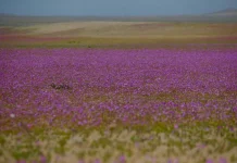 Seremi de Gobierno Atacama: “A veces no se quiere reconocer que hay avances y medidas icónicas de Atacama, como proteger el Desierto Florido”