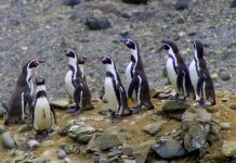 Plan RECOGE Pingüino de Humboldt: La estrategia para proteger a esta emblemática especie