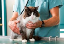 SEREMI de Salud capacita a personal y dueños de Centro de mantención temporal de mascotas y animales de compañía
