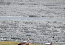 En la Región de Atacama se identifica a flamenco andino más longevo registrado en Chile