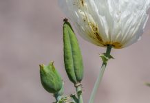Conoce a Argemone crassifolia, la flor endémica que se declaró extinta en 2011 y que fue redescubierta por investigadores de INIA