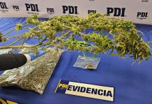 OPERATIVO MT-0 PERMITIÓ LA INCAUTACIÓN DE CANNABIS EN CALDERA