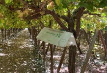 SAG instala trampas y emisores para el control preventivo de polilla de la vid