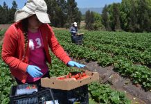 Fondo asciende a $2 mil millones: CNR invita a las pequeñas agricultoras del Norte Chico a presentar sus iniciativas de riego a llamado especial para mujeres