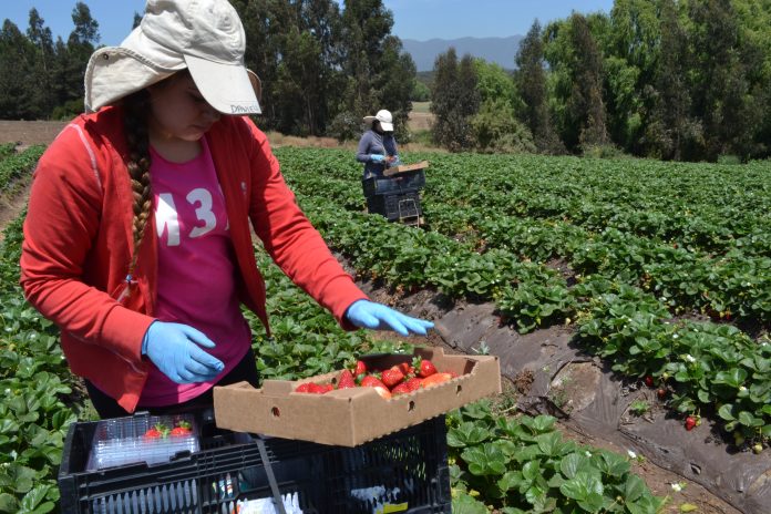 Cosecha frutillas (3)