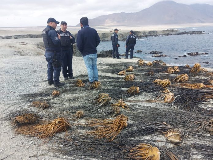 fiscalizacion-algas-peninsulamejillones1