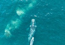 Una ballena franca y su cría fueron avistadas en las costas de la Provincia de Huasco