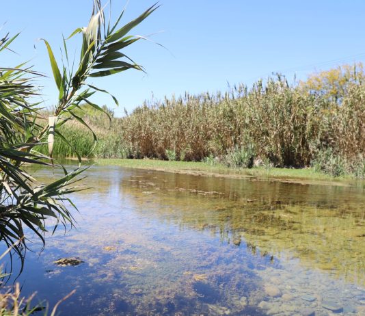 Acciones Conjuntas para Controlar la Proliferación de Cañas en el Humedal Urbano