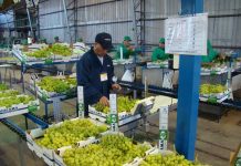 SAG reúne a empresas agrícolas ante inicio de exportaciones de uva de mesa
