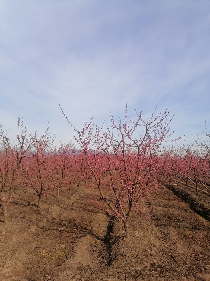 Durazno en floración