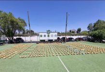 MÁS DE UNA TONELADA DE DROGA INCAUTÓ CARABINEROS EN CHAÑARAL