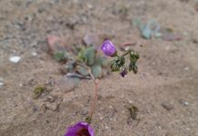 En la Universidad de Atacama preservan y reproducen plantas vulnerables y en peligro del Desierto Florido