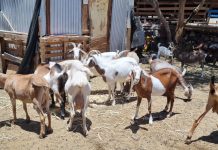 Inseminación de cabras en la provincia del Huasco proyecto innovador arroja los primeros resultados de este importante proyecto de innovación de Corfo