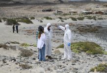Exitoso operativo permitió el traslado del cuerpo de un lobo marino que varó en Caleta Pajonales