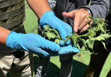 DENUNCIA CIUDADANA EN ALTO DEL CARMEN PERMITIÓ HALLAR MÁS DE 3 MIL PLANTAS DE MARIHUANA