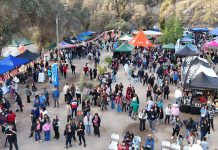Cuarto Festival del Pisco del Valle del Huasco celebró la tradición, el sabor y la identidad regional