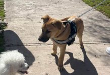 COPIAPÓ: FISCALÍA FORMALIZÓ INVESTIGACIÓN POR MALTRATO ANIMAL EN CASO DE CACHORRO AGREDIDO EN LA ALAMEDA