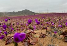 Tras intensas lluvias en Atacama, todo apunta al regreso del Desierto Florido este 2025